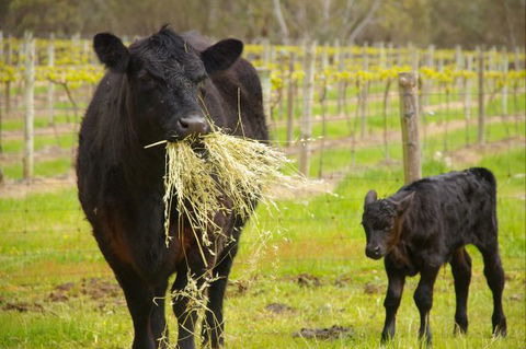 Naimanya Cottage - Sunshine Coast Guide 5