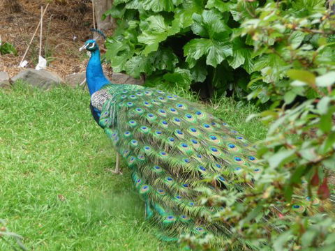 Eurambeen Historic Homestead And Gardens - Sunshine Coast Guide 4