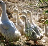 Duck Duck Goose Bed and Breakfast - Sunshine Coast Guide