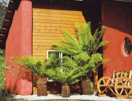 Whispering Spirit Cottage  Miniature Pony Stud - Sunshine Coast Guide