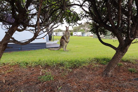 Anglesea Family Caravan Park - Sunshine Coast Guide 3