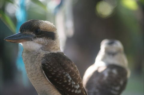 Takarakka Bush Resort Carnarvon Gorge - Sunshine Coast Guide 5