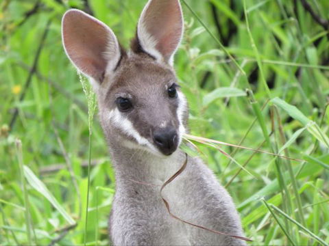 Takarakka Bush Resort Carnarvon Gorge - Sunshine Coast Guide 8