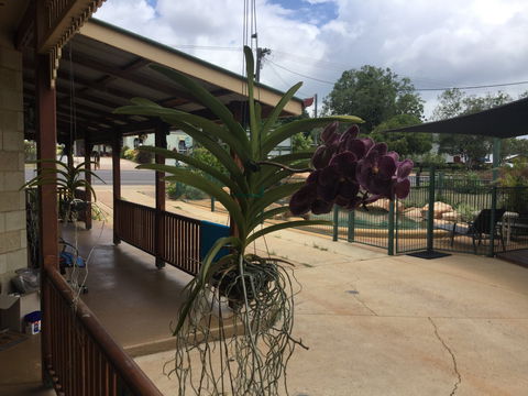 Curtain Fig Motel Yungaburra - Sunshine Coast Guide 2