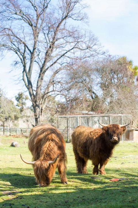 Ratho Farm - Sunshine Coast Guide 8