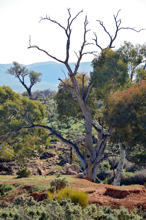 Almerta Station - Sunshine Coast Guide 2