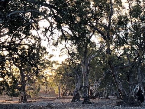 Almerta Station - Sunshine Coast Guide 6