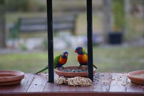 BellbirdHill Bed And Breakfast - Sunshine Coast Guide 9