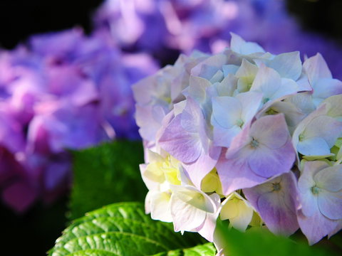 Crays Accommodation - The Esplanade - Sunshine Coast Guide 1