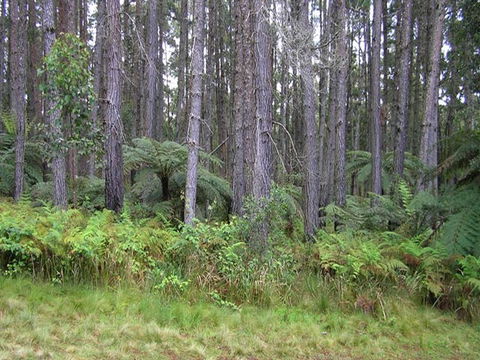Daisy Plains Huts - Sunshine Coast Guide 1