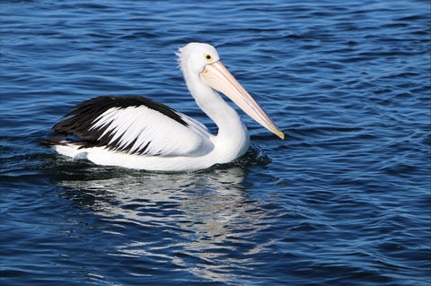 Edithburgh Caravan Park - Sunshine Coast Guide 2