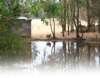 Cambray Cottages - Sunshine Coast Guide 3