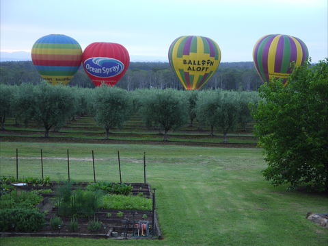 Adina Vineyard & Olive Grove - Sunshine Coast Guide 1
