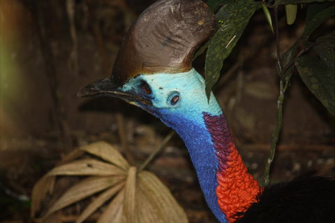 Daintree Wilderness Lodge - Sunshine Coast Guide 1