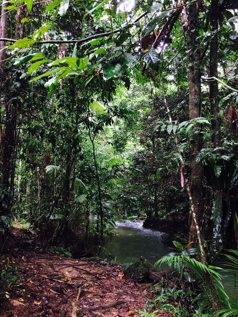 Daintree Wilderness Lodge - Sunshine Coast Guide 2