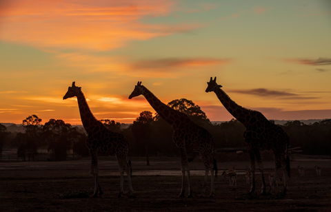 Zoofari Lodge, Taronga Western Plains Zoo Dubbo - Sunshine Coast Guide 1