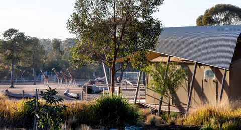 Zoofari Lodge, Taronga Western Plains Zoo Dubbo - Sunshine Coast Guide 2
