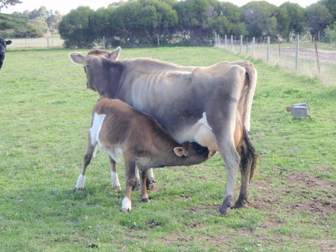 Animal Land Farm Stay - Sunshine Coast Guide 2