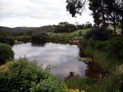 Carolins Organic Farm - Sunshine Coast Guide 1