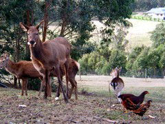Carolins Organic Farm - Sunshine Coast Guide 4