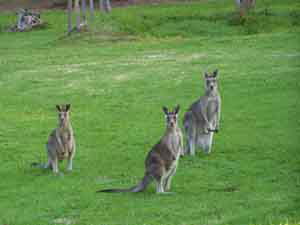 Sunway Farm B And B And Tours - Sunshine Coast Guide 1