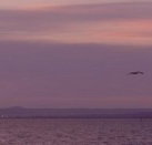 Pelican Sands Bed and Breakfast - Sunshine Coast Guide