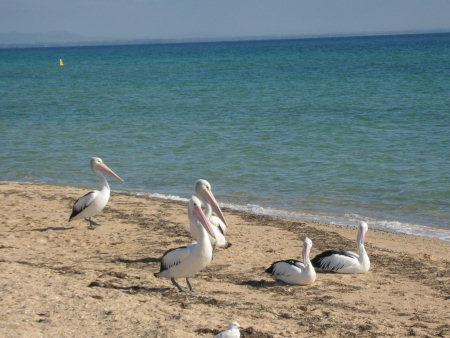 Arlingtons - Sunshine Coast Guide 2