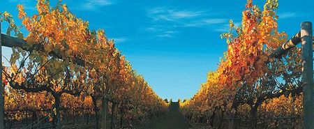 Nagambie Lakes Leisure Park - Sunshine Coast Guide 5