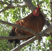 Perth City Farm Organic Markets - Sunshine Coast Guide 3