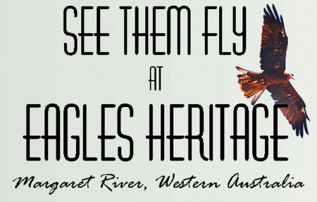 Eagles Heritage Raptor Wildlife Centre - Sunshine Coast Guide