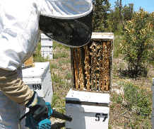 The House Of Honey - Sunshine Coast Guide 0