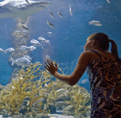 The Aquarium of Western Australia - Sunshine Coast Guide