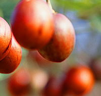 Tropical Fruit World - Sunshine Coast Guide