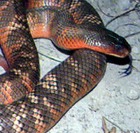 Armadale Reptile  Wildlife Centre - Sunshine Coast Guide