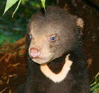 Perth Zoo - Sunshine Coast Guide 0
