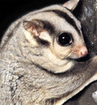 Perth Zoo - Sunshine Coast Guide 3