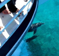 Pelican Charters - Sunshine Coast Guide