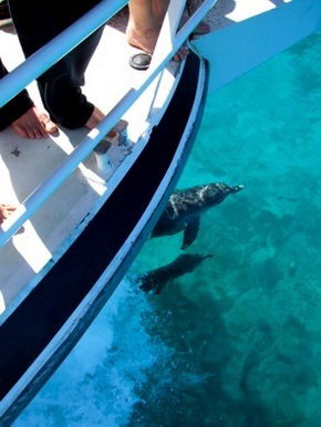 Pelican Charters - Sunshine Coast Guide 0