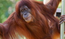 Melbourne Zoo - Sunshine Coast Guide 1