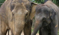 Melbourne Zoo - Sunshine Coast Guide 3