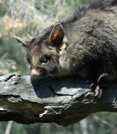 Moonlit Sanctuary Wildlife Conservation Park - Sunshine Coast Guide 0