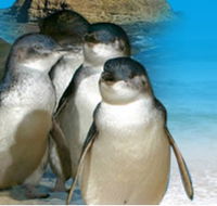 Phillip Island Penguin Parade - Sunshine Coast Guide