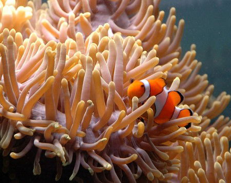 Reef HQ Great Barrier Reef Aquarium - Sunshine Coast Guide 0