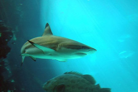 Reef HQ Great Barrier Reef Aquarium - Sunshine Coast Guide 2