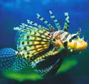 Underwater World - Sunshine Coast Guide
