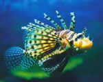 Underwater World - Sunshine Coast Guide 0