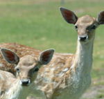Marapana Wildlife Park - Sunshine Coast Guide