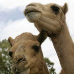 Marapana Wildlife Park - Sunshine Coast Guide 3