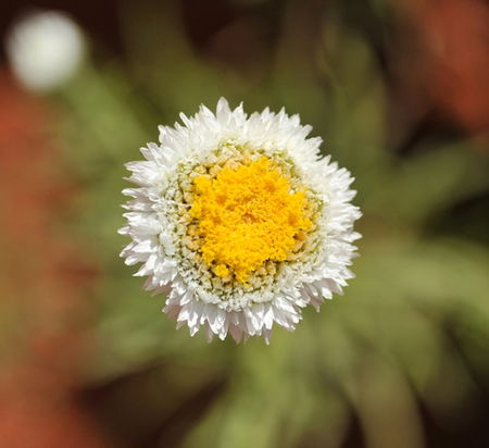 Alice Springs Desert Park - Sunshine Coast Guide 1