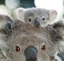 Billabong Koala and Wildlife Park